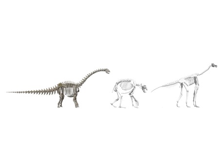 恐龙骨架SU模型