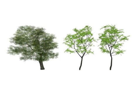 3D植物树组合SU模型
