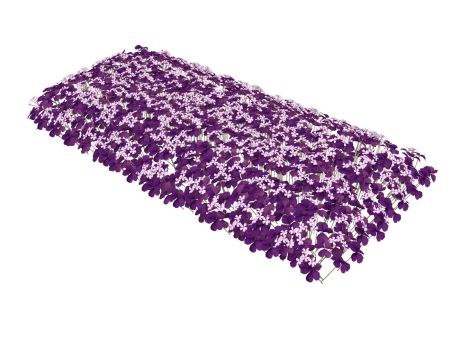 紫叶酢浆草SU模型