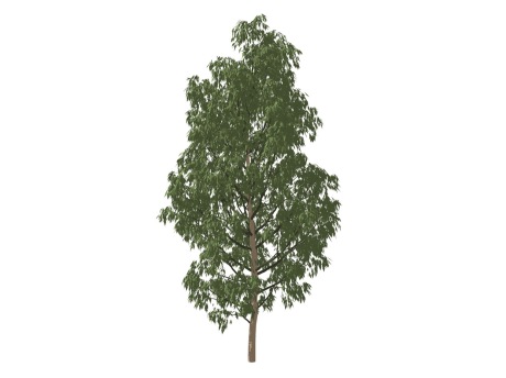 3D植物树SU模型