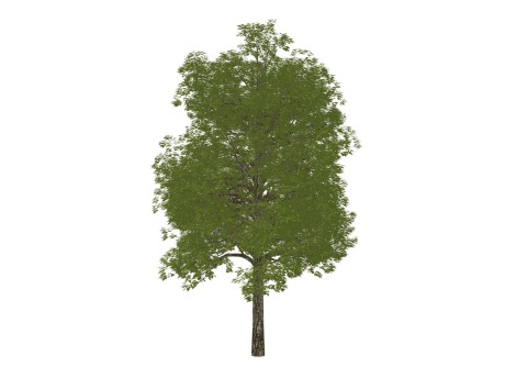 3D植物树SU模型