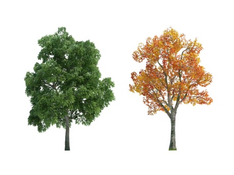 2D植物树SU模型
