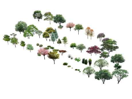景观植物树组合SU模型