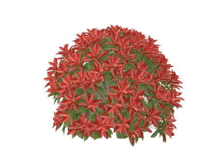 3D红叶石楠球SU模型