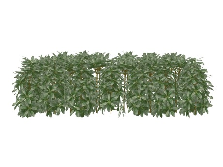 3D海桐绿篱SU模型