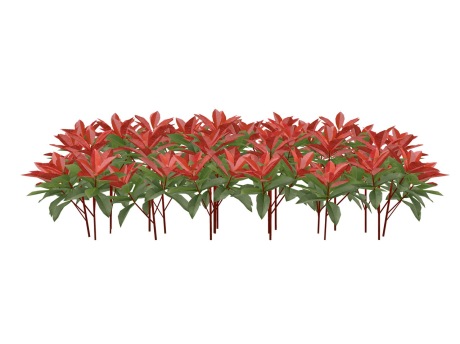 3D红叶石楠绿篱SU模型