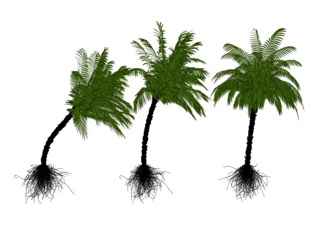 椰子树SU模型
