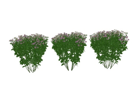 3D菊花紫菀SU模型