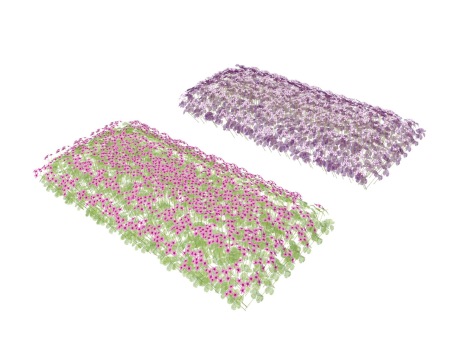3D红花(紫叶）醡浆草SU模型