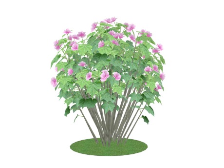 3D木芙蓉SU模型