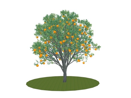 3D橙子树SU模型