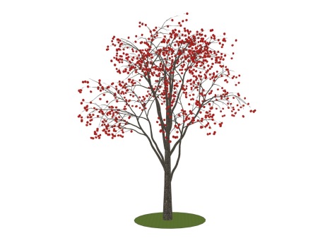 3D柿子树SU模型