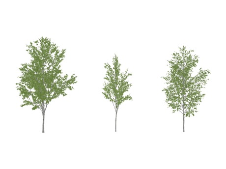 3D白桦树SU模型