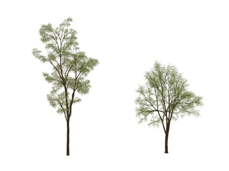 3D槐树SU模型