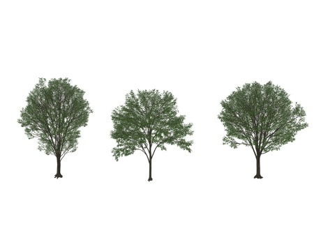 3D榉树SU模型