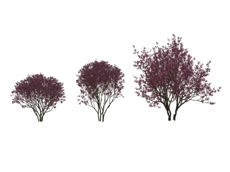 3D灌木红花继木SU模型