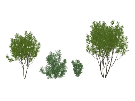 3D灌木荚蒾SU模型