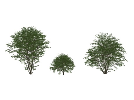 3D灌木金银木SU模型