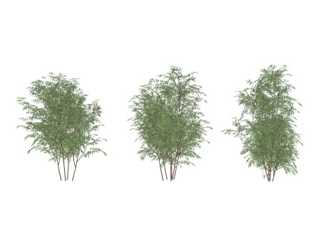 3D灌木南天竹SU模型