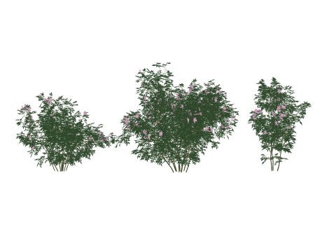 3D灌木蔷薇SU模型