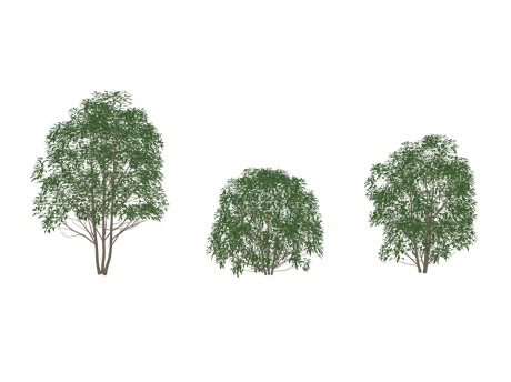 3D桂花树SU模型