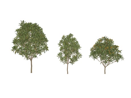 3D枇杷树SU模型