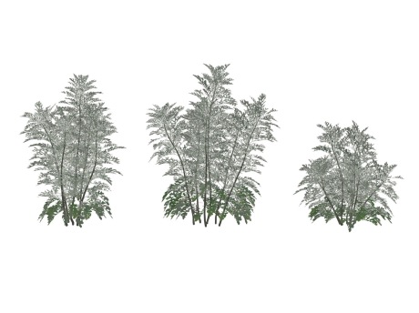 3D菊花银叶菊SU模型