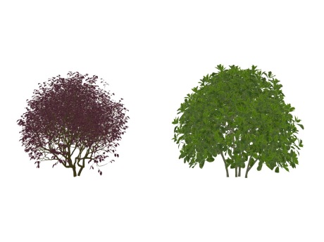 3D灌木球红花继木+花叶青木SU模型