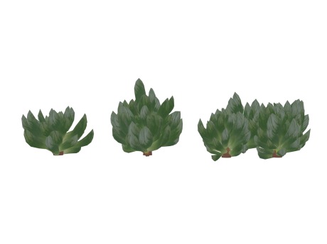 3D草本多肉植物草玉露SU模型