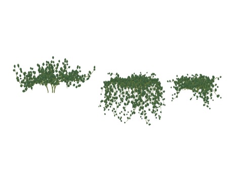 3D草本多肉植物翡翠珠SU模型