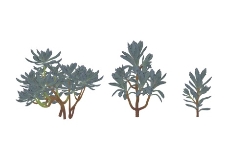 3D草本多肉植物褐斑伽蓝SU模型