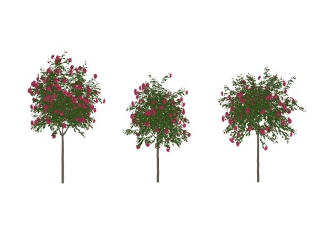 3D灌木树状月季SU模型