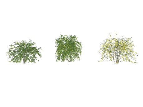 3D灌木迎春花SU模型
