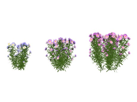 3D草本紫菀SU模型