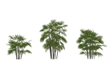 3D竹子棕竹SU模型