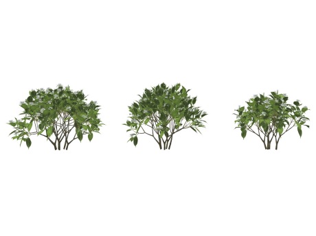 3D灌木栀子花SU模型