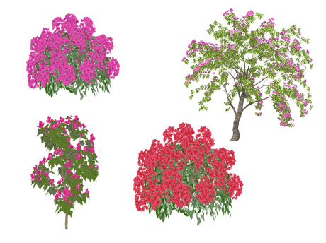 3D叶子花球叶子花树SU模型
