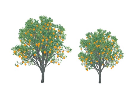 3D橙子树SU模型