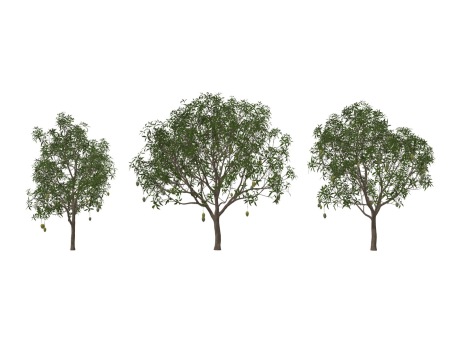 3D芒果树SU模型