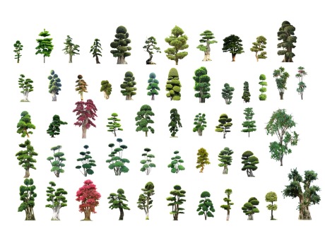 2D造型树景观树SU模型