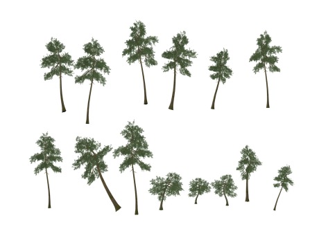 3D松树SU模型