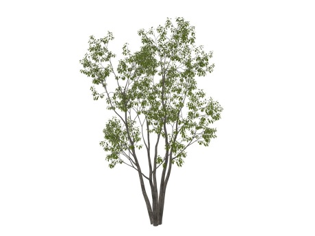 3D香樟树SU模型