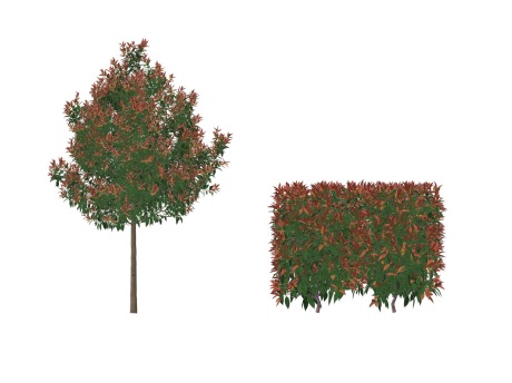 3D灌木红叶石楠SU模型