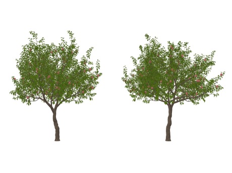 3D苹果树SU模型