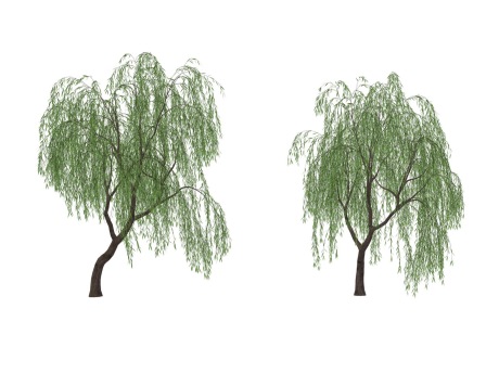3D垂柳柳树SU模型