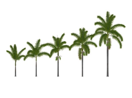 3D棕榈树椰子树SU模型