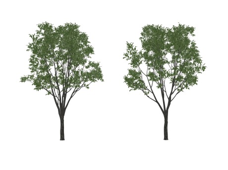 3D七叶树SU模型