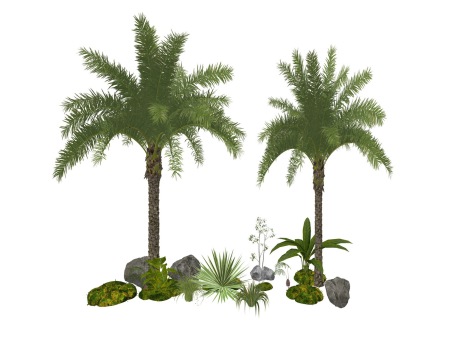 3D棕榈树SU模型