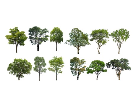 2D树组合SU模型