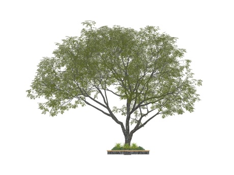 3D树SU模型